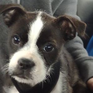 Meet your Posher, Ella